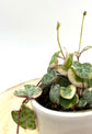 String of Hearts variegata - Babypflanze