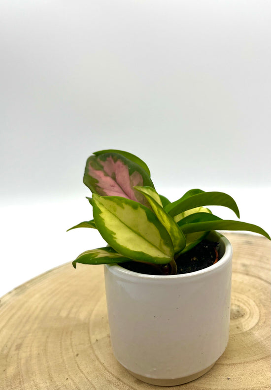 Hoya Carnosa Tricolor - Babypflanze