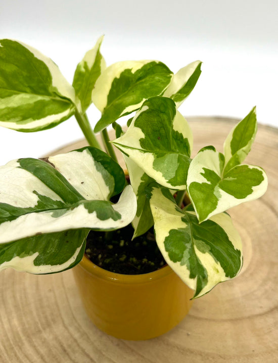 Epipremnum NJoy - Babypflanze