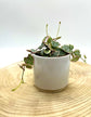 String of Hearts variegata - Babypflanze