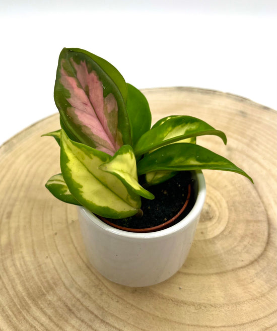 Hoya Carnosa Tricolor - Babypflanze