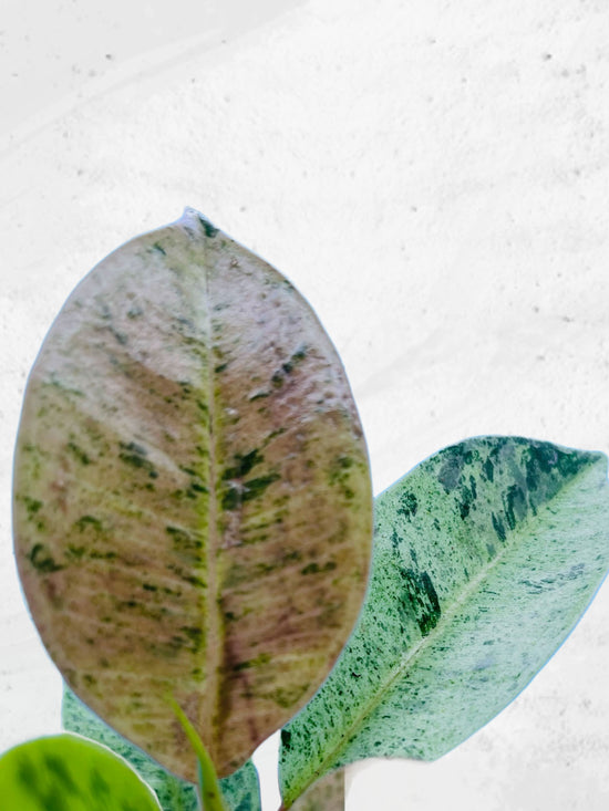Ficus Elastica Shivereana variegata