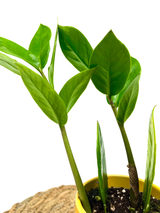Zamioculcas zamiifolia - Babypflanze