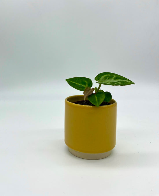 Anthurium Silver Blush - Babypflanze