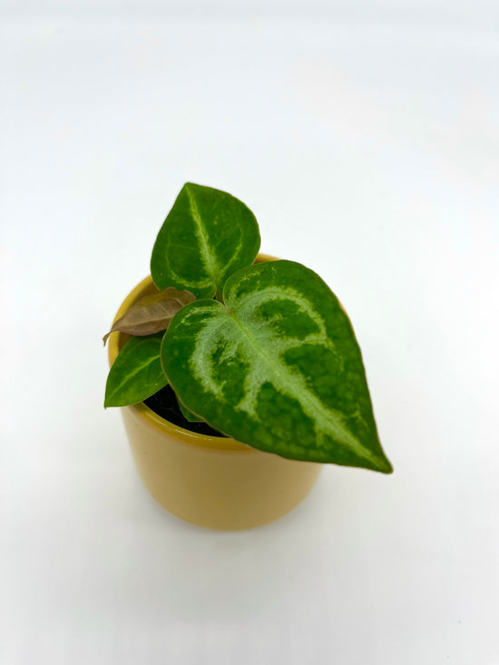 Anthurium Silver Blush - Babypflanze